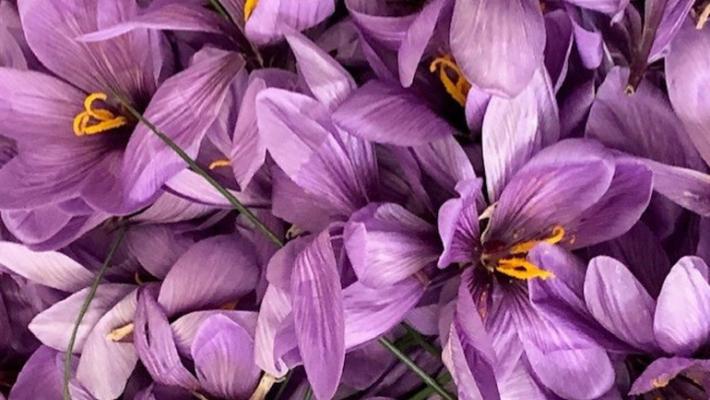 Campagna amica - Lo zafferano colora il Natale