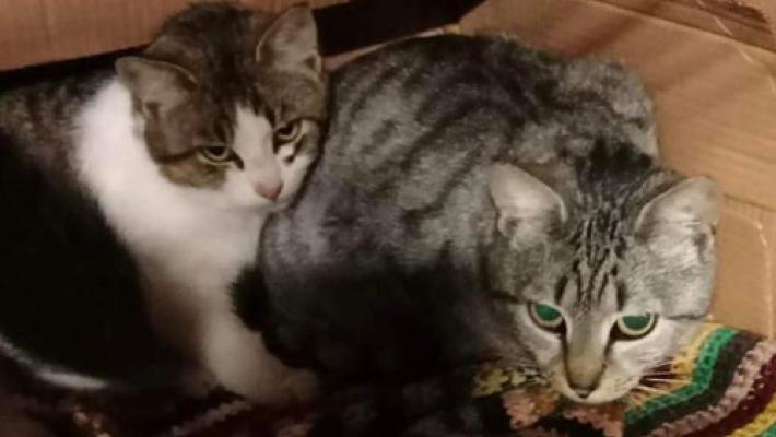 adottiamoli 07-01-23