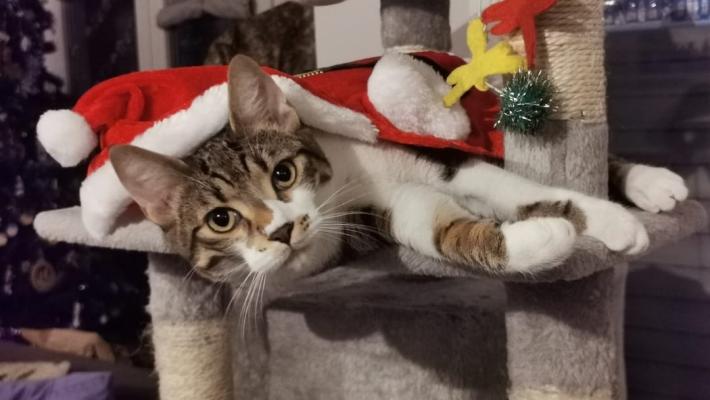 Mici del Borgo, trenta  gattini hanno trovato una casa