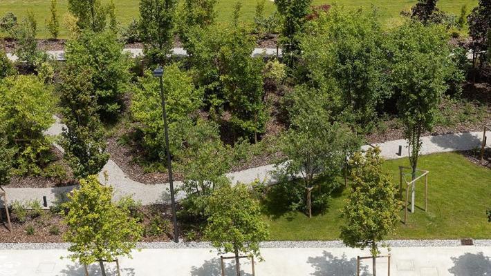 Ambiente: E-R, grazie a bando 7mila alberi su terreni aziendali