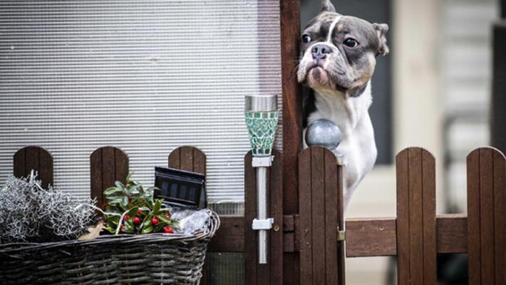 Pavia, cane abbaia e salva dall'incendio madre e figlio che dormivano