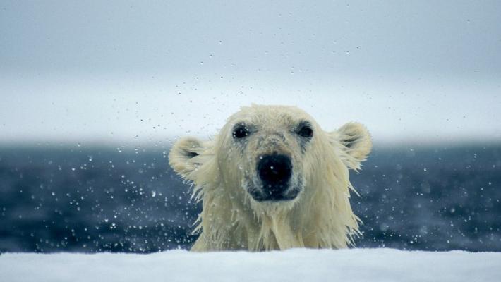 Alaska, una donna e un ragazzo attaccati e uccisi da un orso polare