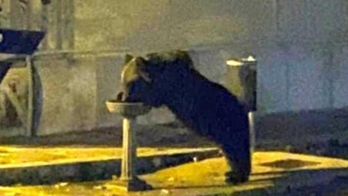 Investito e ucciso l'orso Juan Carrito, mascotte del Parco d'Abruzzo