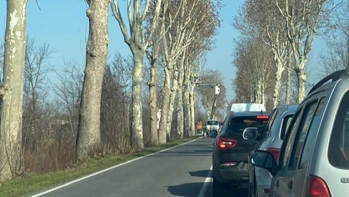 Vicopò: la Provincia abbatte tre platani malati sulla Sp 62