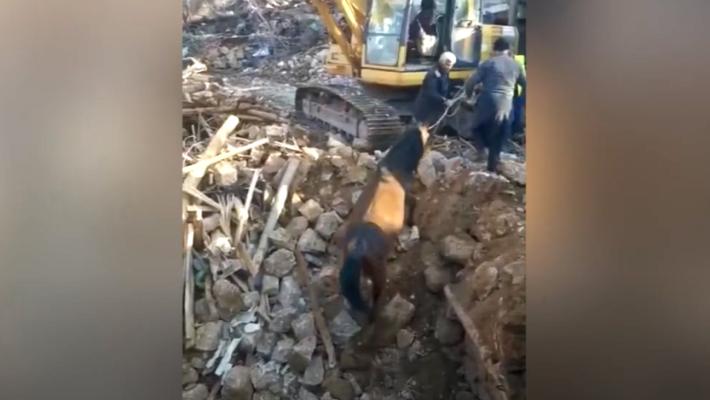 Nuovo miracolo: un cavallo viene estratto vivo 21 giorni dal terremoto  - Video