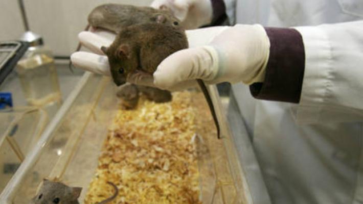 Ottenuti topi con 2 padri biologici, sani e fertili
