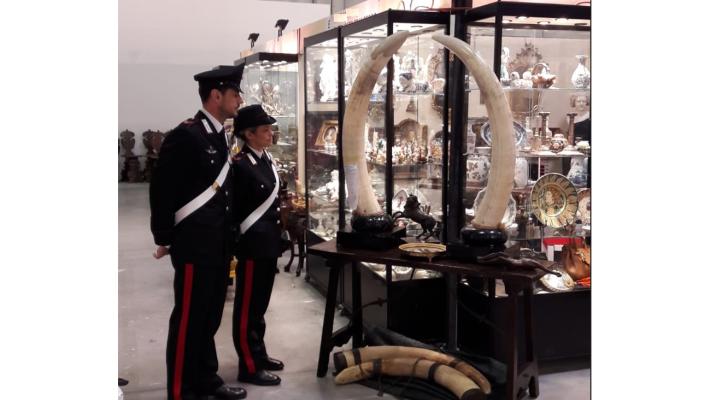 “Controlli dei Carabinieri Forestali e del Nucleo Carabinieri Cites al Mercanteinfiera di Parma: sequestrati alcuni oggetti in avorio per un valore stimato di circa 1000 Euro e denunciata una persona.