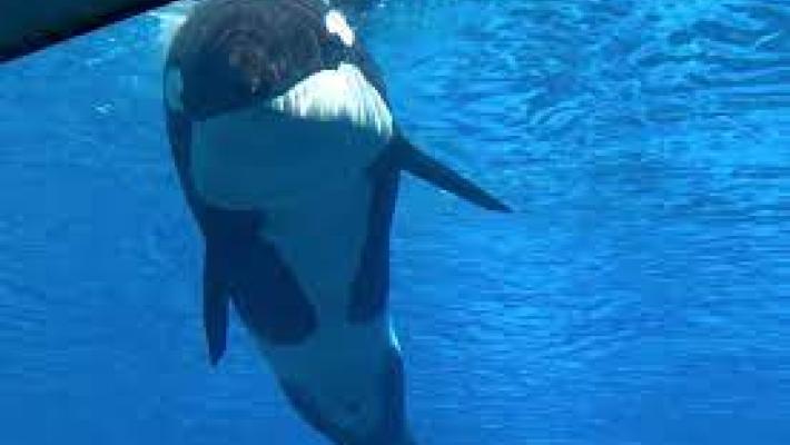 E' morta Kiska, l'orca più sola al mondo. Era prigioniera  nella vasca di un parco divertimenti da oltre 40 anni. "Ora è libera"