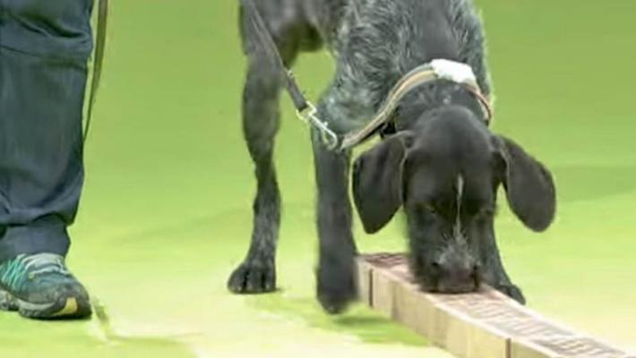 Parkinson, via al progetto di ricerca  con i «supercani»