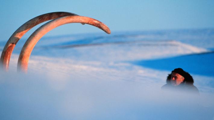 Gli scienziati hanno creato una polpetta di mammut (ma ancora non può essere mangiata)