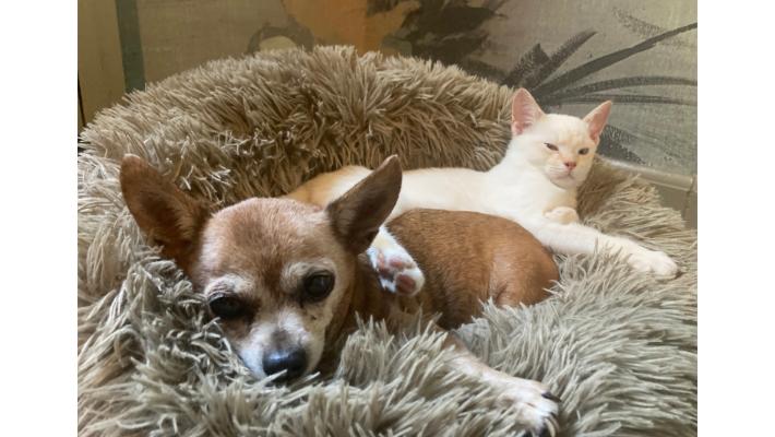 Cani e gatti,  la convivenza: quando la coppia non scoppia