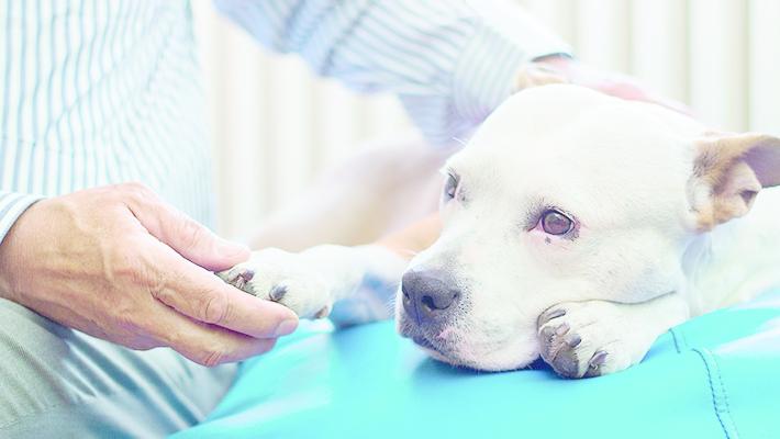 Il cane e il «Vet» 