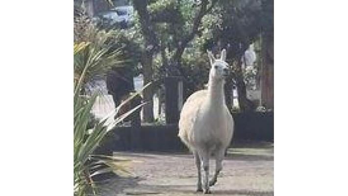 Lama scappa da circo e corre sulla 'via dello jogging' a Genova