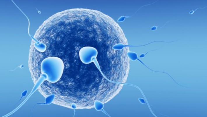 Olanda, i giudici bloccano un donatore di sperma troppo "generoso": ha già 550 figli biologici-
