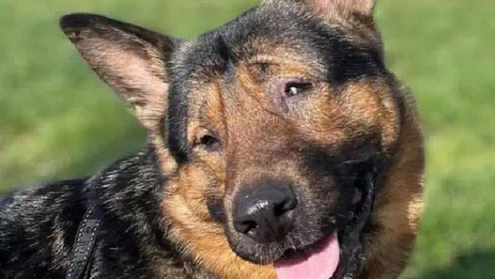 Il cane cieco Marley cittadino onorario di Marina di Ravenna