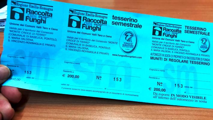 Moltissimi funghi, zero tesserini: se li raccogli possono multarti