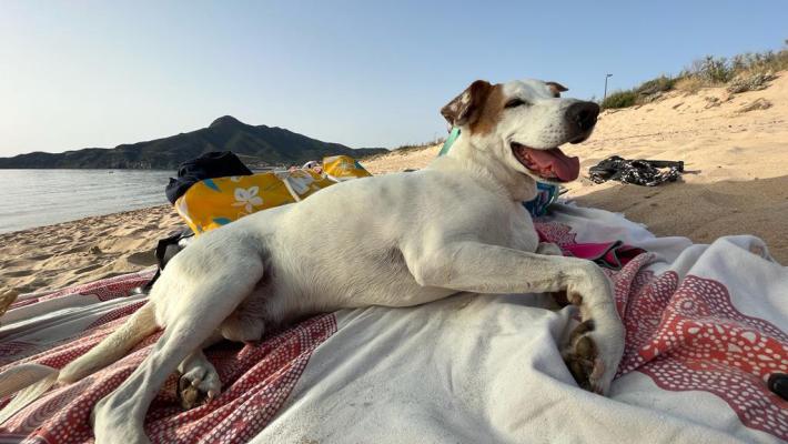 I nostri animali esposti alle insidie del gran caldo