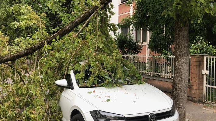 Parma, ramo spezzato in via Palestro. Auto danneggiata