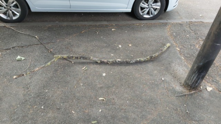 Caduta ramo Viale Barilla