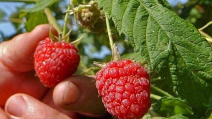 A Ravarano, festa dei lamponi sabato prossimo