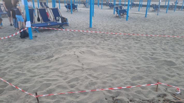 Altre due tartarughe marine hanno cercato di nidificare a Forte dei Marmi