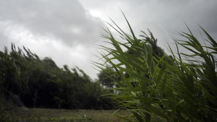 Allerta gialla per vento su diverse zone dell'Emilia-Romagna
