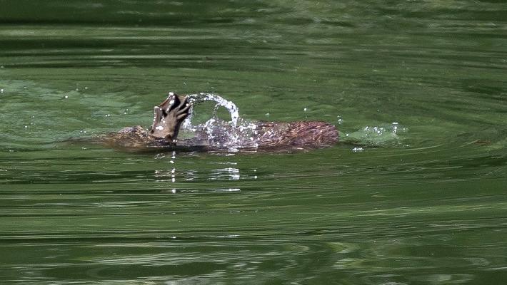 Tartaruga gigante nel laghetto del parco Ducale: come chiamarla? Sondaggio: votate il nome 