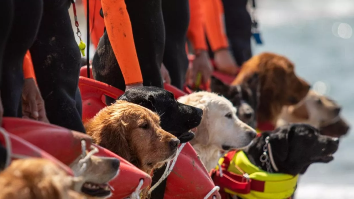 Cani-bagnino salvano 5 ragazzi in mare a Forte dei Marmi