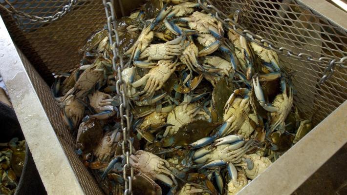 Guerra al granchio blu, in un anno ha dimezzato la produzione di cozze e  vongole
