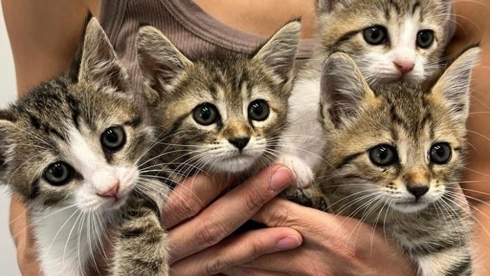 SOS per quattro orfanelli