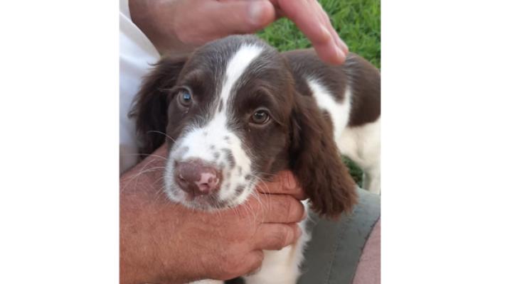 Bosco dove sei? Ricerche a Bardi e Compiano