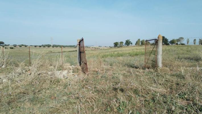 Roma, raid in un istituto agrario: due mucche uccise a frecciate