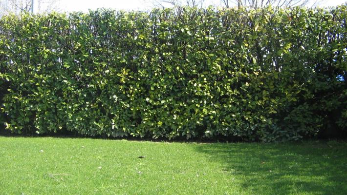 Scegliere la Siepe Giusta: oltre la tradizionale Photinia