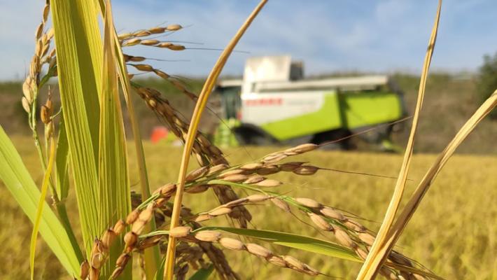 Al Brusadino la riscoperta del riso 