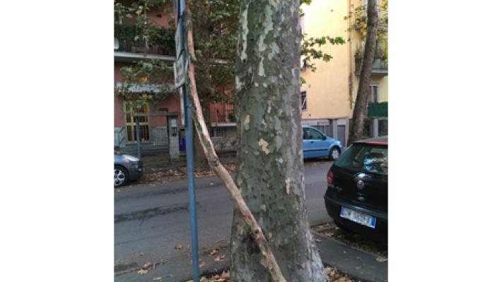 Platani Via Milano 