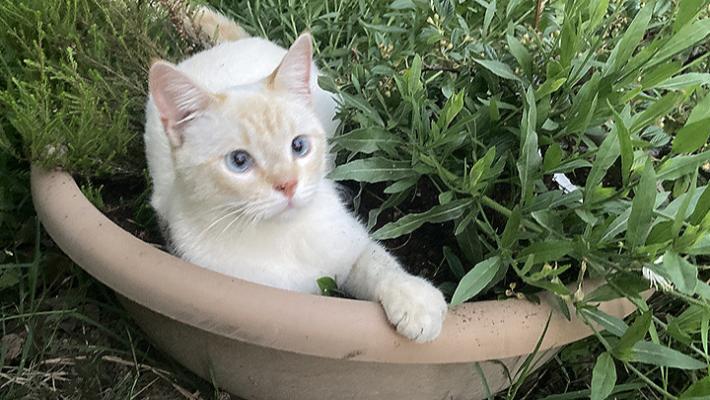 Aiutami a tornare a casa!