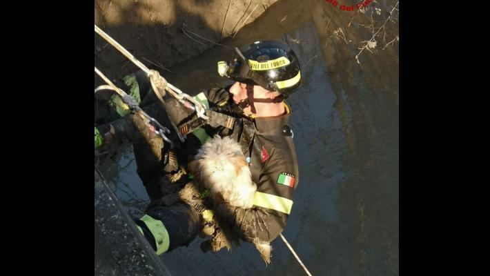 Cane bloccato nel fango della Parma salvato dai vigili del fuoco