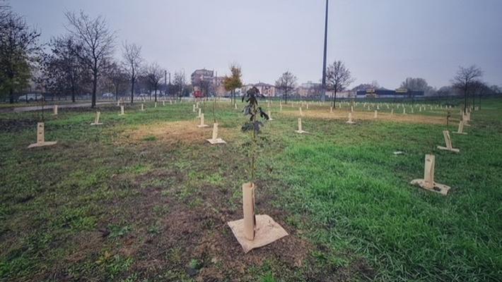 Nuovi alberi