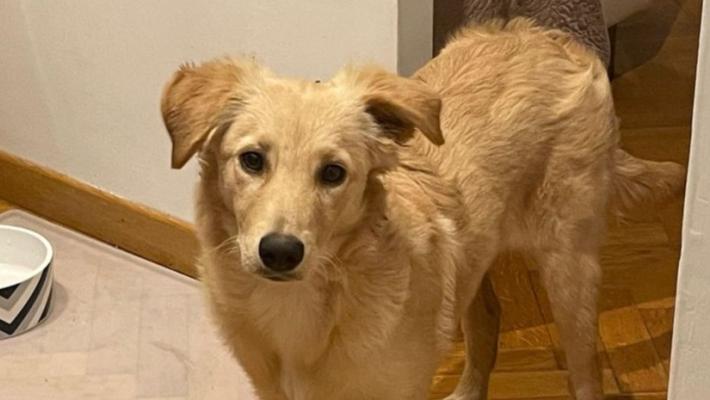 Dove è finita Emy? Aiutiamo i padroni a ritrovarla