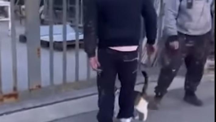 Prendono a calci un gattino e lo fanno roteare in aria, poi postano il video sul web 
