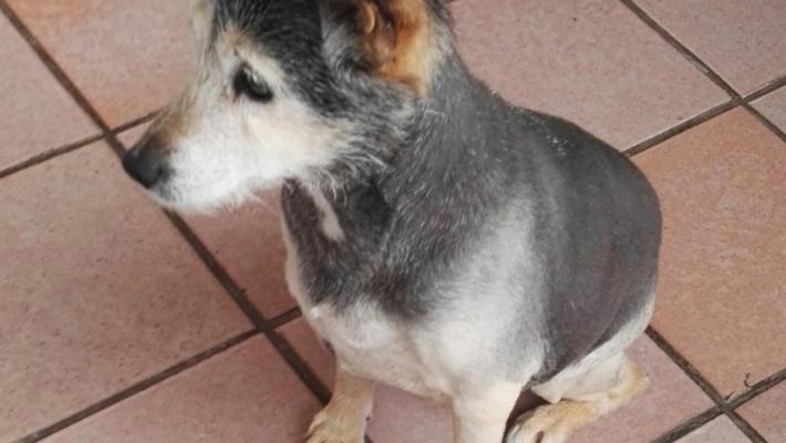 Compie 24 anni Lilly, la cagnolina "più vecchia del mondo"