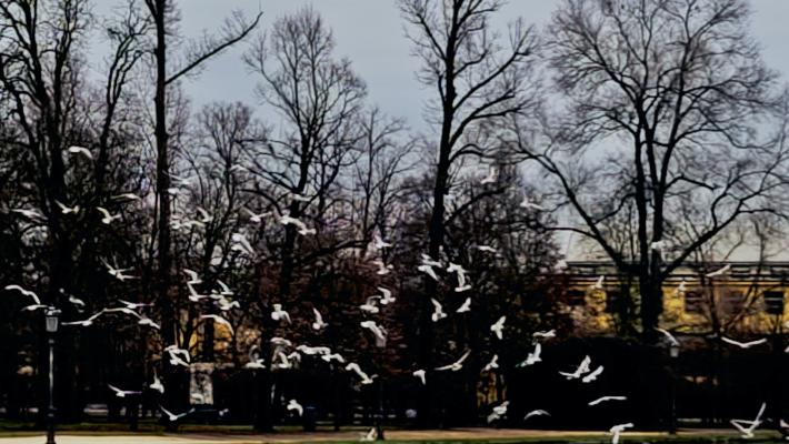 I gabbiani del Parco Ducale