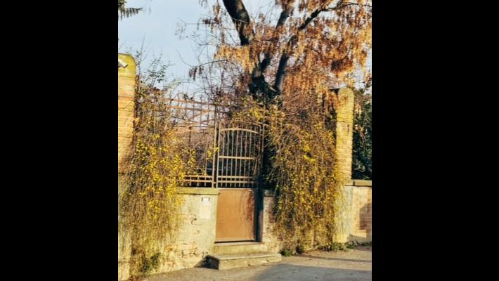 Fioritura invernale