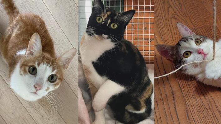 I mici Freddy, Elettra e Filippo cercano casa