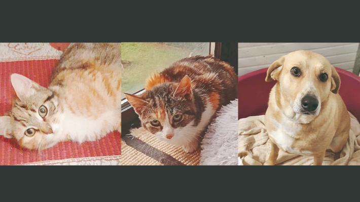 Le gattine Ines e Carola e la cagnolina Emma cercano casa