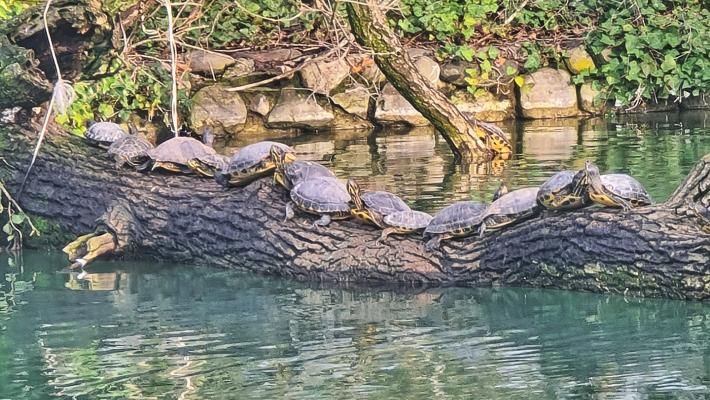 Verso la primavera: le tartarughe del Parco ducale escono dal letargo