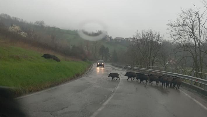 Salsomaggiore: Il branco di cinghiali attraversa la strada 