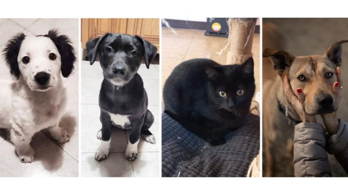 Ron, Hermione, Ombra e Bonnie