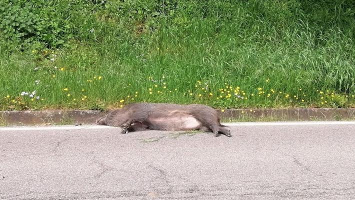 Contignaco Auto centra e uccide un cinghiale