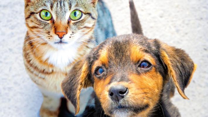 L'appello del Comune &laquo;Adottate cani e gatti anziani: l'amore non ha et&agrave;&raquo;
